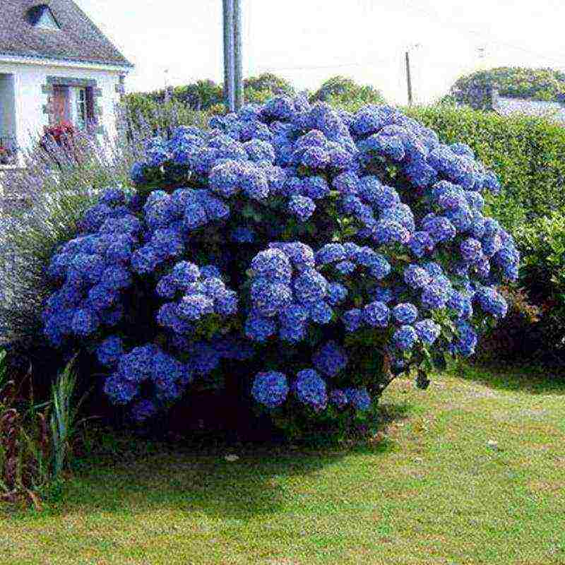 hydrangea large-leaved red planting and care in the open field