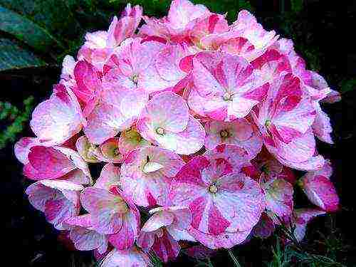 hydrangea large-leaved red planting and care in the open field