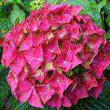 hydrangea large-leaved red planting and care in the open field