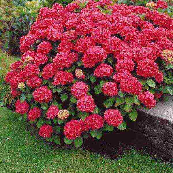 hydrangea na malakihang pulang tanim at pangangalaga sa bukas na bukid