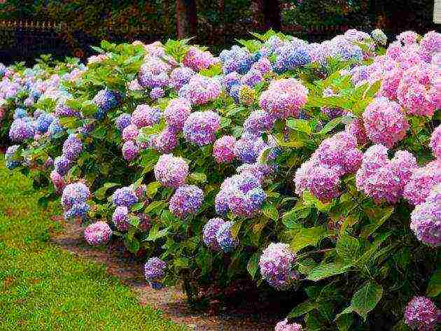 hydrangea large-leaved red planting and care in the open field