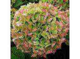 hydrangea large-leaved red planting and care in the open field