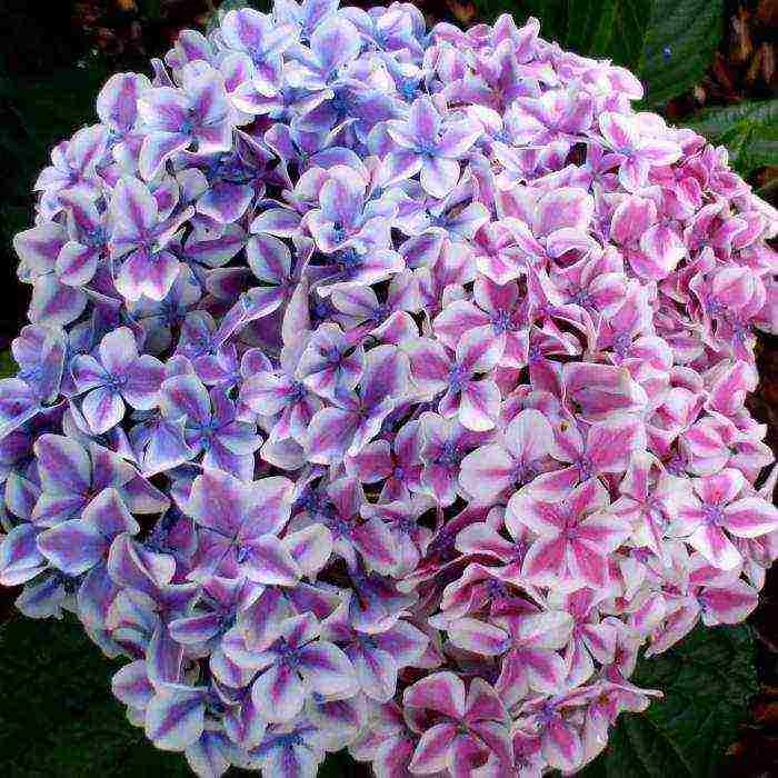 hydrangea large-leaved red planting and care in the open field