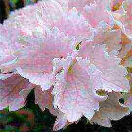 hydrangea large-leaved red planting and care in the open field