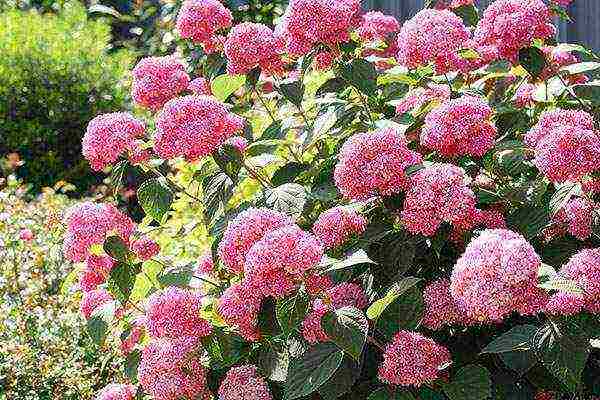 hydrangea large-leaved red planting and care in the open field