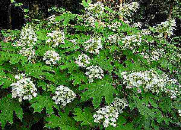 hydrangea large-leaved red planting and care in the open field