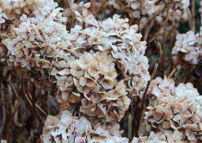 hydrangea large-leaved planting and care in the open field in the Urals