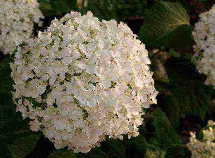 hydrangea large-leaved planting and care in the open field in the Urals
