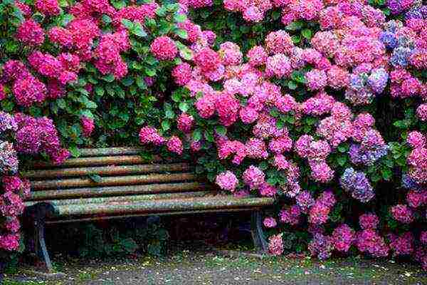 hydrangea large-leaved planting and care in the open field in the Urals