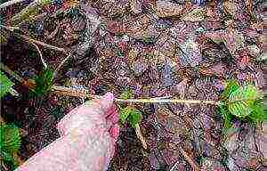 hydrangea large-leaved planting and care in the open field in the Urals