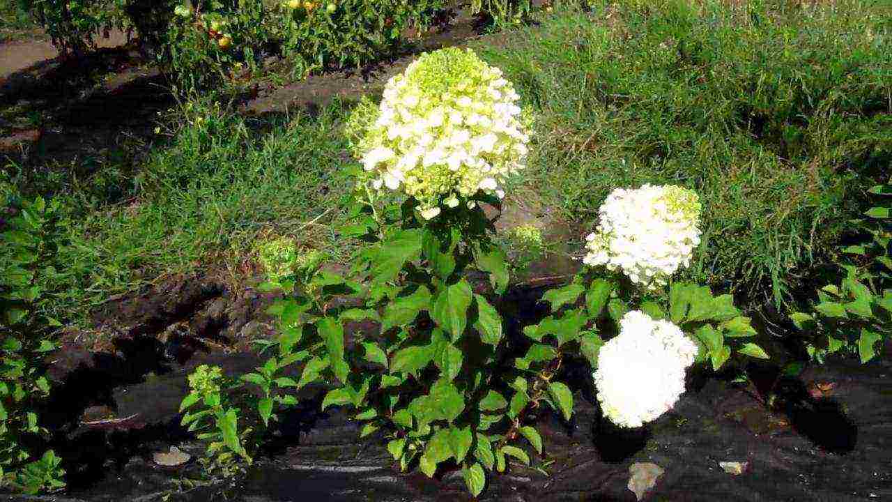 hydrangea large-leaved planting and care in the open field in the Urals