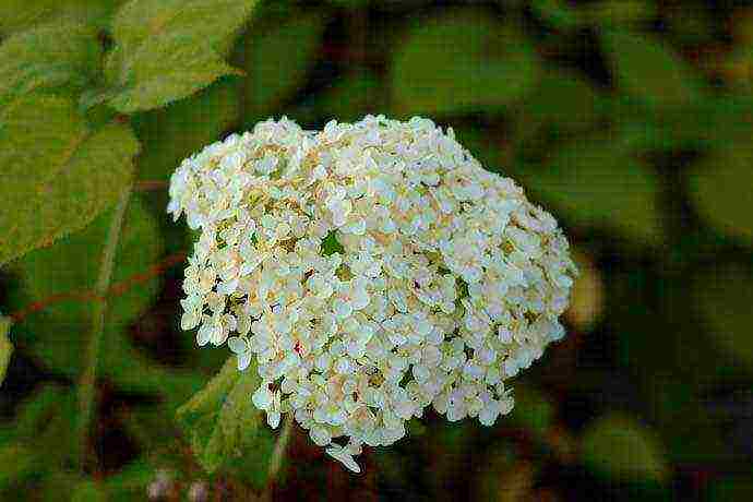 hydrangea malaking-lebadura na pagtatanim at pangangalaga sa bukas na bukid sa Urals