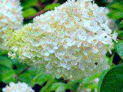 hydrangea panicle bobo planting and care in the open field