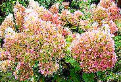 hydrangea panicle bobo pagtatanim at pangangalaga sa bukas na bukid