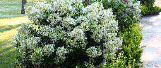 hydrangea panicle bobo pagtatanim at pangangalaga sa bukas na bukid