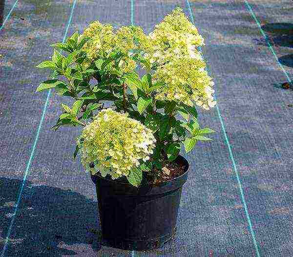 hydrangea panicle bobo planting and care in the open field