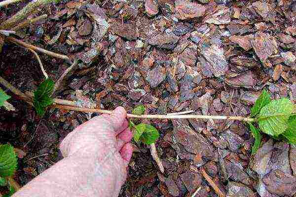 hydrangea panicle bobo planting and care in the open field