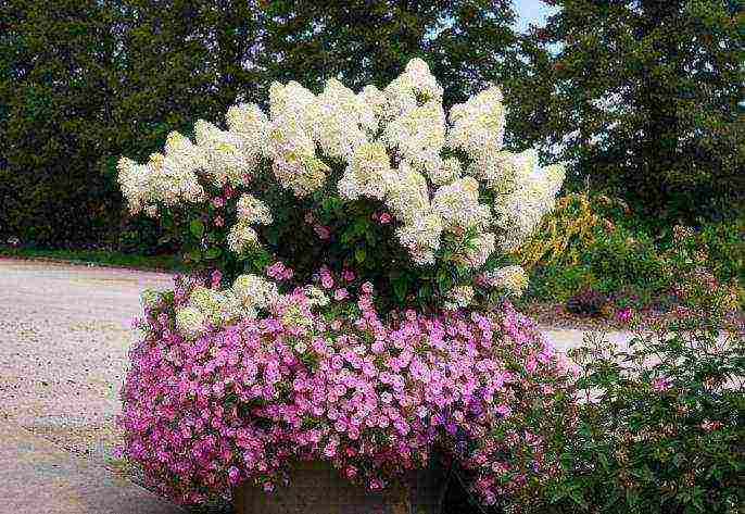 hydrangea panicle bobo planting and care in the open field