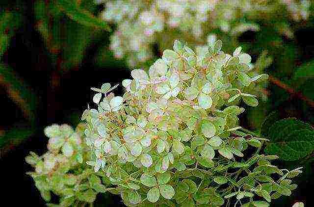 hydrangea panicle bobo planting and care in the open field