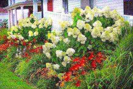 hydrangea panicle bobo pagtatanim at pangangalaga sa bukas na bukid