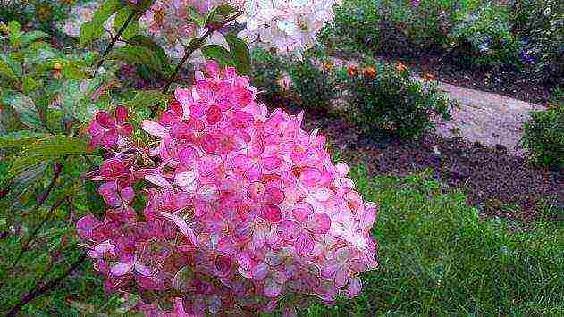 hydrangea panicle bobo planting and care in the open field