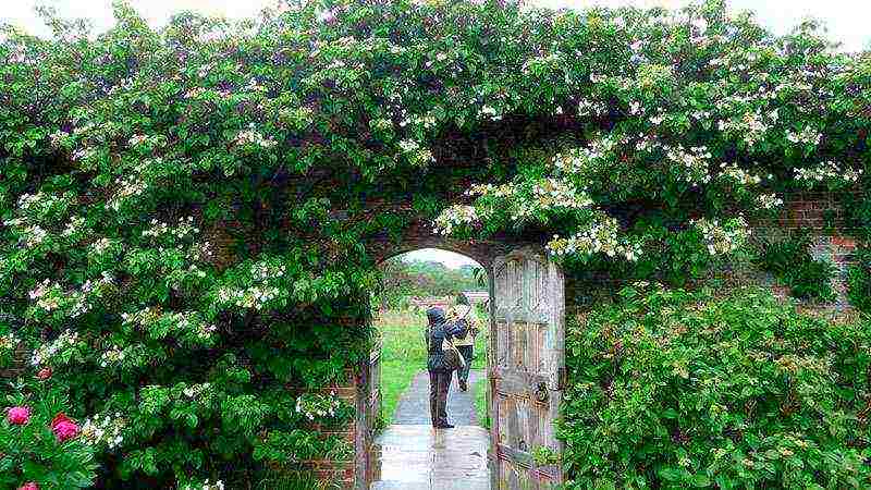 hydrangea panicle tree planting and care in the open field