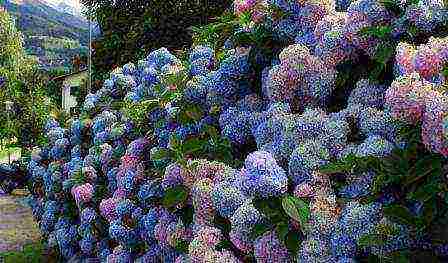 hydrangea panicle tree planting and care in the open field