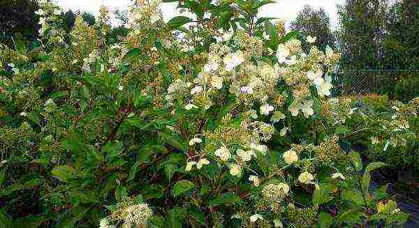 panicle hydrangea kiushu ปลูกและดูแลในทุ่งโล่ง