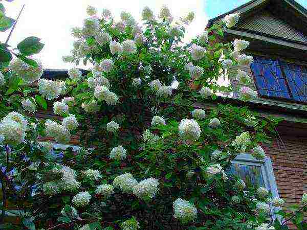 panicle hydrangea kiushu ปลูกและดูแลในทุ่งโล่ง