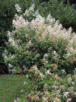 panicle hydrangea kiushu na pagtatanim at pangangalaga sa bukas na bukid