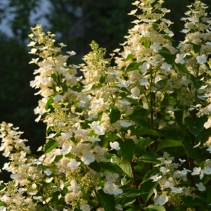 panicle hydrangea kiushu ปลูกและดูแลในทุ่งโล่ง