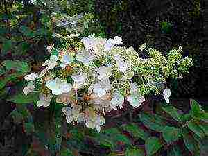 panicle hydrangea kiushu na pagtatanim at pangangalaga sa bukas na bukid