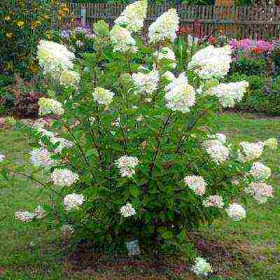 panicle hydrangea kiushu planting and care in the open field