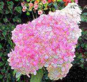 panicle hydrangea kiushu ปลูกและดูแลในทุ่งโล่ง