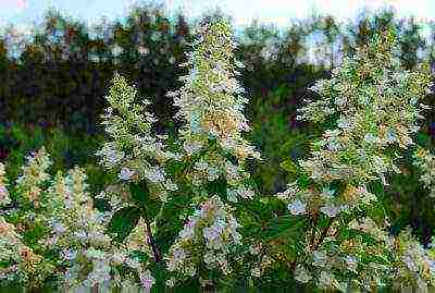 panicle hydrangea kiushu planting and care in the open field