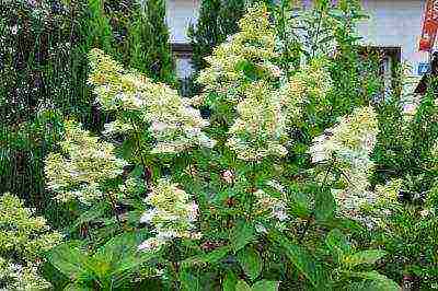 panicle hydrangea kiushu ปลูกและดูแลในทุ่งโล่ง