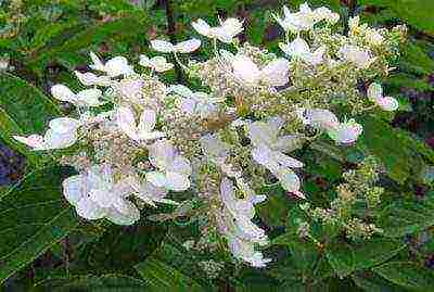 panicle hydrangea kiushu ปลูกและดูแลในทุ่งโล่ง