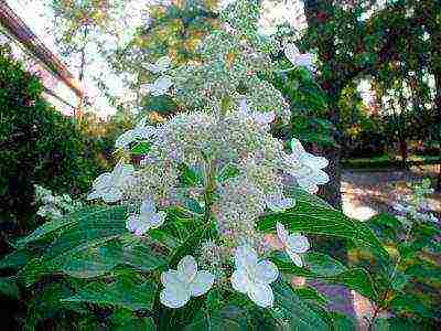 panicle hydrangea kiushu ปลูกและดูแลในทุ่งโล่ง