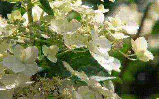 panicle hydrangea kiushu ปลูกและดูแลในทุ่งโล่ง