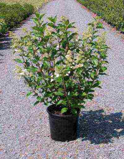 panicle hydrangea kiushu planting and care in the open field