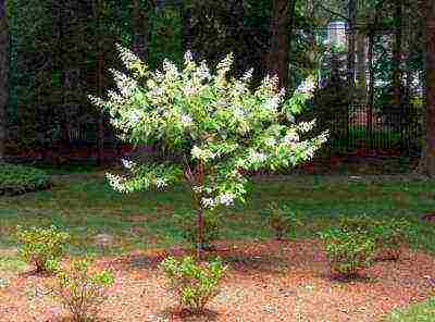 panicle hydrangea kiushu planting and care in the open field