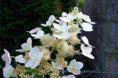 panicle hydrangea kiushu planting and care in the open field