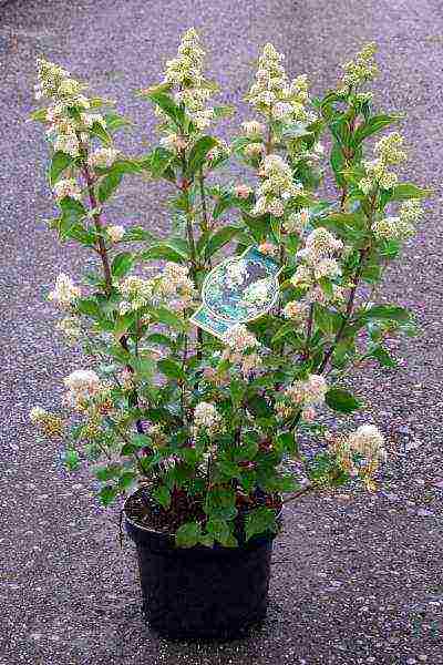 panicle hydrangea kiushu planting and care in the open field