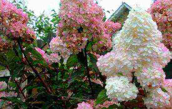 panicle hydrangea sandy fries planting and care in the open field