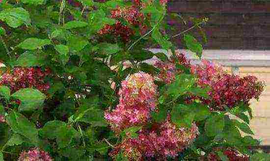 panicle hydrangea sandy fries planting and care in the open field