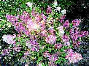 panicle hydrangea sandy fries planting and care in the open field