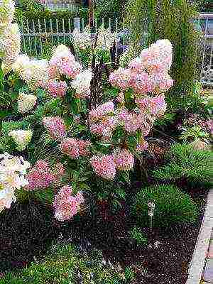 panicle hydrangea sandy fries planting and care in the open field