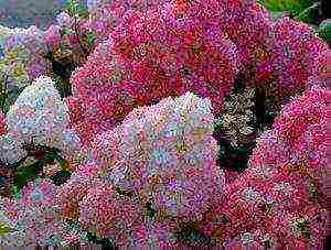 panicle hydrangea sandy fries na pagtatanim at pangangalaga sa bukas na bukid