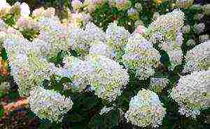 panicle hydrangea silver dollar planting and care in the open field