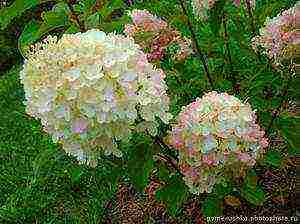 panicle hydrangea silver dollar planting and care in the open field